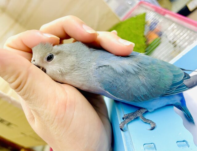 さし餌2回‼️最新画像になりますよ⭐️ふぁぼふぁぼふぁぼ💙コザたん可愛いでしょ💙　コザクラインコ　ブルーチェリー