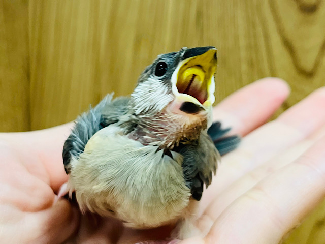 【最新画像更新🪄】大きくなるぞー！！！桜文鳥 ヒナ