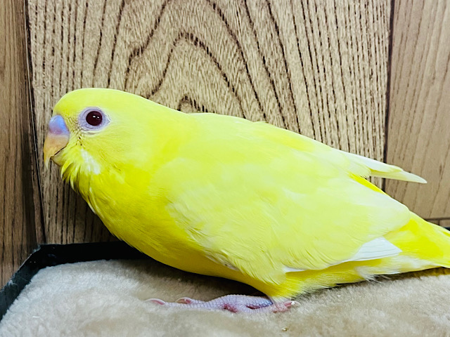 上目遣いがキュート♡メロメロ必至！！セキセイインコ(ルチノー) ヒナ