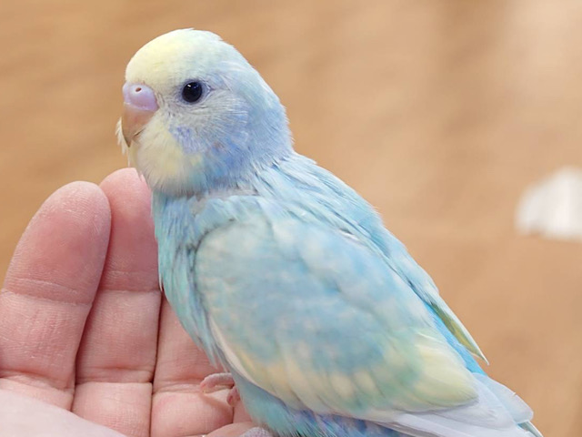 【最新画像更新🪄】しゅわしゅわ🫧クリームソーダ🍭セキセイインコ(パステルカラーレインボー) ヒナ