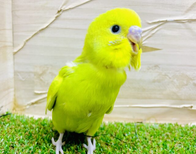 最新画像になりますよ⭐️蝶よ花よと全てに✨背中を押して欲しい⭐️ セキセイインコ　スパングル