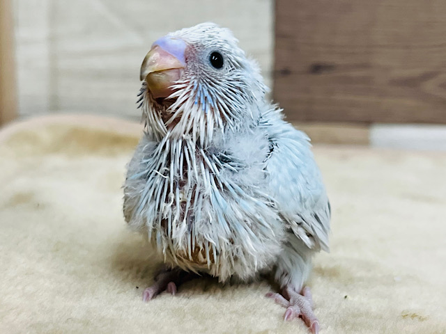 上目遣いがめちゃくちゃ可愛い♡セキセイインコ(スパングル) ヒナ