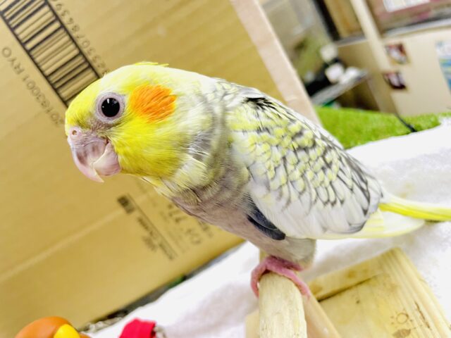 最新画像になりますよ⭐️💗一目惚れしました💗可愛すぎてメロメロ注意❣️ オカメインコ　パール