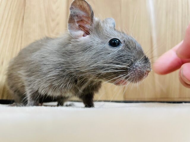 ほろにがビターチョコレート🍫♡デグー(チョコレート) 男の子