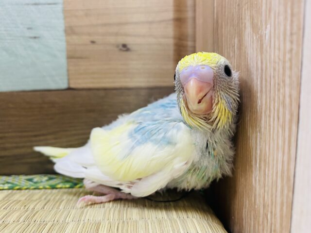 ふんわりカラーが人気なんです‼️セキセイインコ（パステルレインボーパイド）