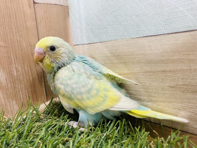 明るいグリーン系カラーが素敵です💗セキセイインコ（パステルカラーレインボー）