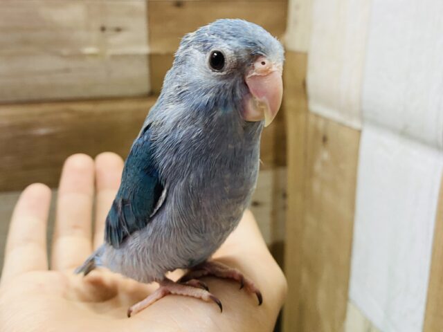 最新画像有り❗️濃いめのブルーが美しい✨マメルリハインコのブルー！