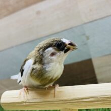 最新画像あります☆2羽で違ったお色の可愛いヒナヒナず♪十姉妹！！