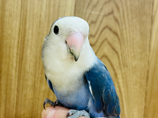 ツンツンツンデレ具合がちょうどいい♡コザクラインコ(ダークバイオレット)女の子