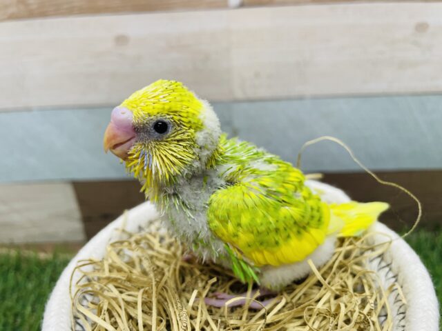明るいグリーンとイエローの可愛いコ♪セキセイインコのスパングルパイド！
