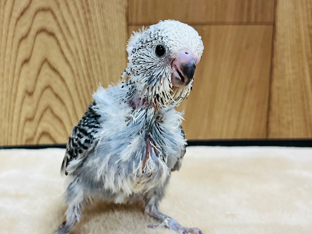 かっこいい顔も可愛い顔も出来ちゃいます♡ジャンボセキセイインコ(オパーリン) ヒナ