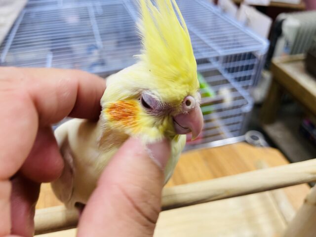 最新画像有り⭐️ヒナ餌卒業‼️定番人気のカラーです！！オレンジ色のチークが可愛いオカメインコ（ルチノー）