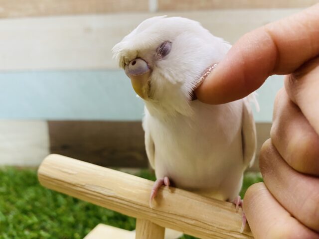 最新画像有り☆ヒナ餌卒業‼️真っ白天使ちゃん🪽ピョンとした羽の羽衣セキセイインコ❗️