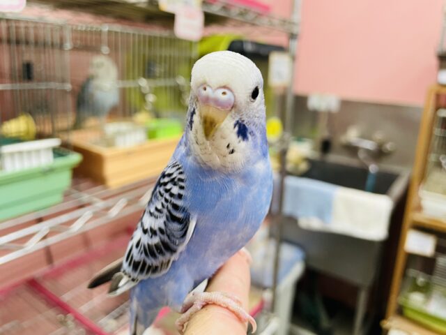 最新画像有り💕ヒナ餌卒業‼️チラッとカメラ目線が得意です✨ヒナヒナのセキセイインコオパーリン！
