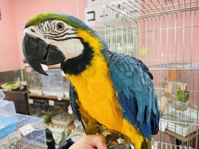 最新画像・動画有り☆世界最大級のインコで甘えん坊さん☆ルリコンゴウインコ！！