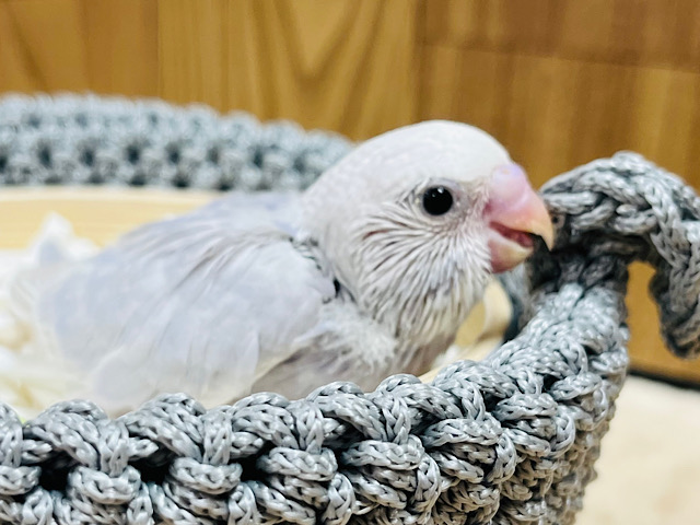 マイナスイオン発生中🫧セキセイインコ(ライラック) ヒナ