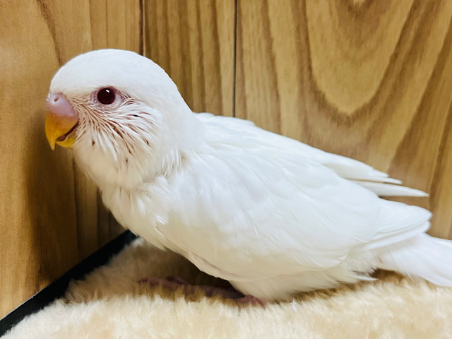 その眼差しにイチコロ♡セキセイインコ(アルビノ) ヒナ