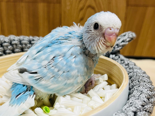 デカ目きゅーとフェイス♡セキセイインコ(スパングル) ヒナ