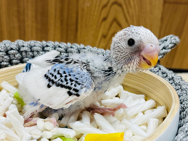 元気もりもり！活発さん！！セキセイインコ(パイド) ヒナ