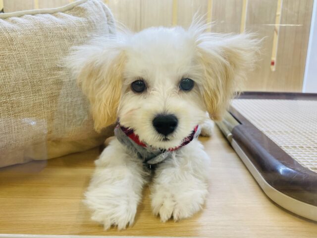 ふわふわもこもこ！元気いっぱいマルプーくん！