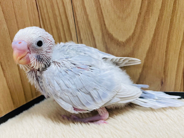 おっとりマイペース◎ゆっくりいこうね‪☆セキセイインコ(ライラック) ヒナ