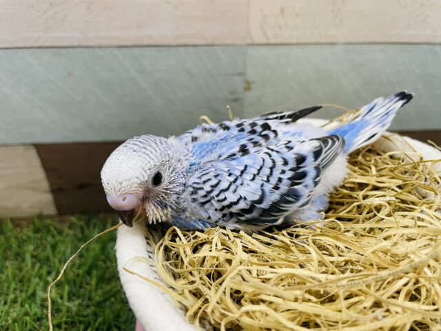 綺麗な模様の可愛いコっ！セキセイインコのオパーリン！