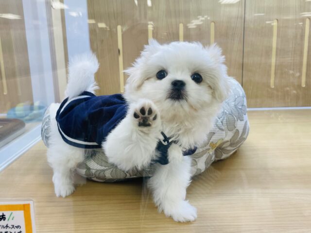 怖いもの知らずな陽気なかわい子ちゃん♥ミックス犬(マルチーズ×ペキニーズ)