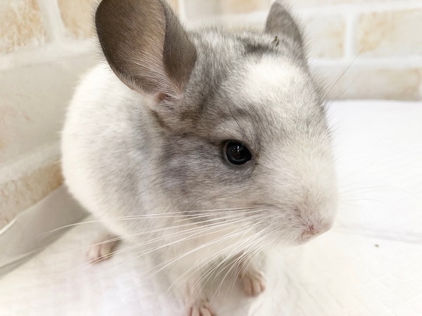 チンチラ（パイド）　きれいな毛色の食いしんぼさんが来ました！