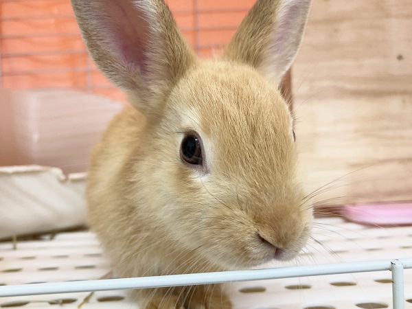 最新画像！ネザーランドドワーフ（オレンジ）　なでなで大好きな懐っこい子です！