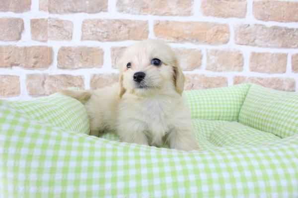 可愛さ限界突破ぁ～～っ☆MIX（マルチーズ×Kダックス）・女の子！