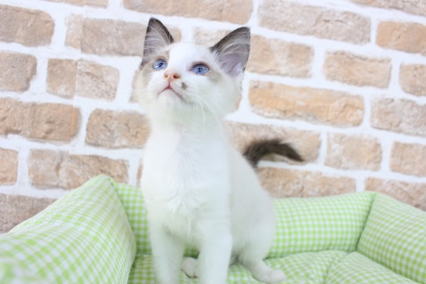 ポツンとぶち模様☆ラグドール・女の子！