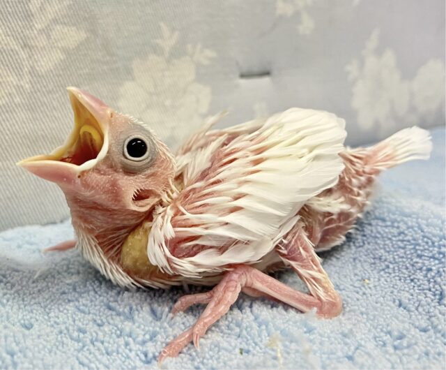 ホワイトエンジェル降臨🫧 白文鳥(2023年 10月生まれ)