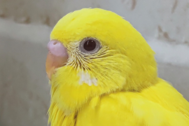 ピカピカまっきっき～🌟 セキセイインコ(ルチノー)