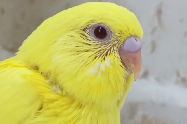 優しい色合いの黄色～🟡 セキセイインコ(ルチノー)