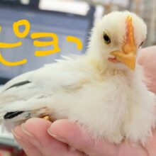 ato1羽❤尾羽がピーン！カツラチャボのひよこだよ♡