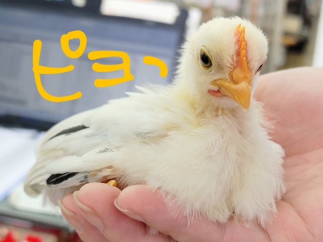 ato1羽❤尾羽がピーン！カツラチャボのひよこだよ♡