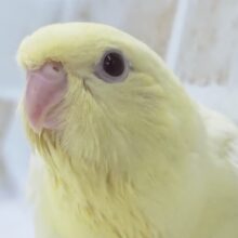 とろける色合いに癒やされる～✨ サザナミインコ(クリームルチノー)