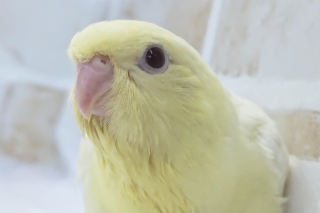 とろける色合いに癒やされる~✨ サザナミインコ(クリームルチノー) とろける色合いに癒やされる~✨ サザナミインコ(クリームルチノー)