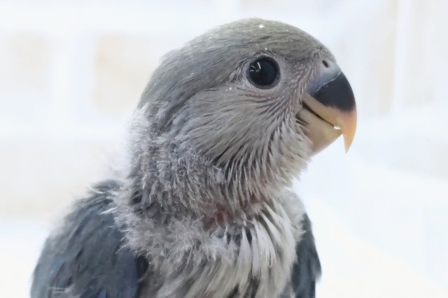 色合いたまらん～💙 コザクラインコ(ブルー)