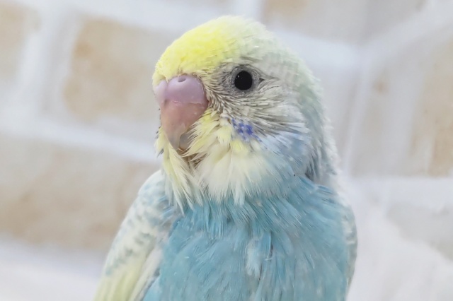 鮮やか人気カラー🌈 セキセイインコ(パステルレインボースパングル)