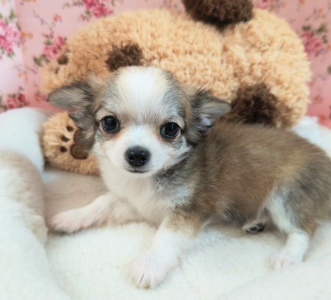 ロングコートチワワ（レッド&ホワイト）女の子♪おっとり系❤