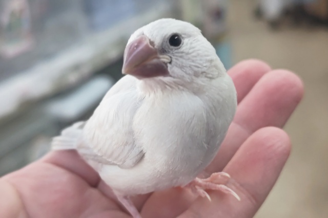 最新画像あり！ ギンギラギンっ～✨ シルバー文鳥