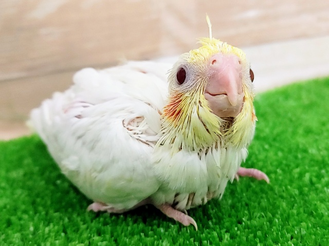 大きな瞳❤オカメインコ(ルチノー)のヒナ入荷しました❤
