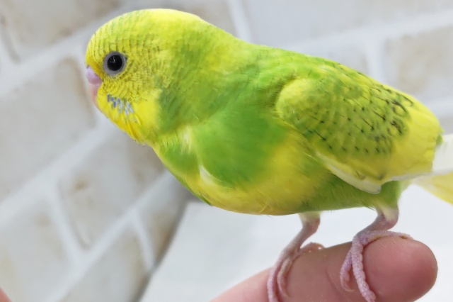 最新画像あり！ ビタビタフレッシュ～🍀 セキセイインコ(グリーンスパングル)