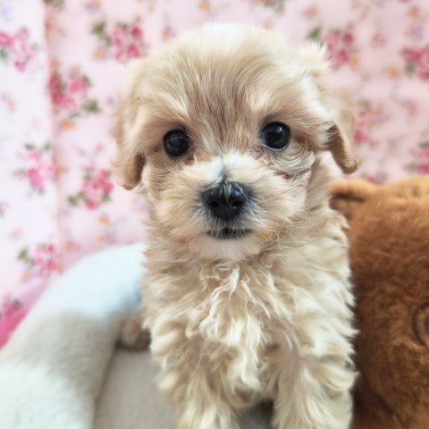 ハーフ犬（マルチーズ✕トイプードル）女の子♪おめめぱっちり美人さん✨