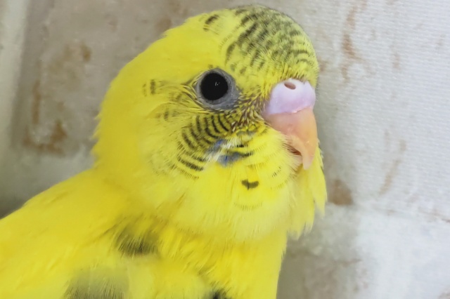 まるでトラさんみたい～!?🐯 セキセイインコ(ハルクイン)