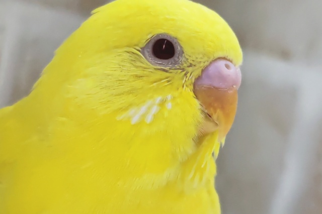ピカピカイエロー🌟 セキセイインコ(ルチノー)