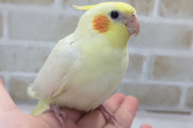 最新画像あり！ 注目のヘビィ～！？ オカメインコ(ヘビーシナモンパイド)