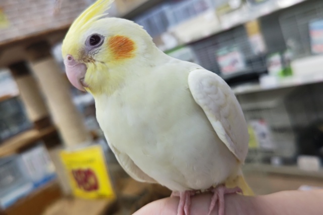 最新画像あり！ この色合いが癒やしてくれます～🤍 オカメインコ(ルチノー)