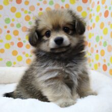 ヨチヨチ歩きが可愛い♥ポメックス君が来ましたよ😃